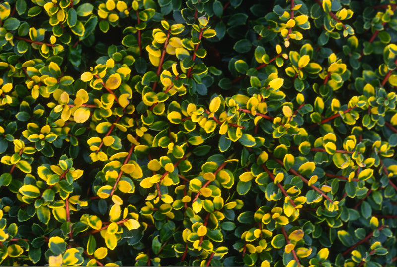 Ilex crenata 'Lemon Gem' Japanese Holly