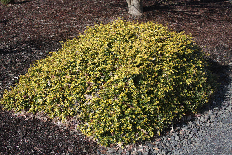 Ilex crenata 'Lemon Gem' Japanese Holly