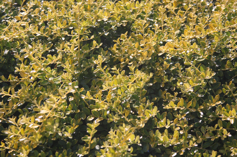 Ilex crenata 'Lemon Gem' Japanese Holly