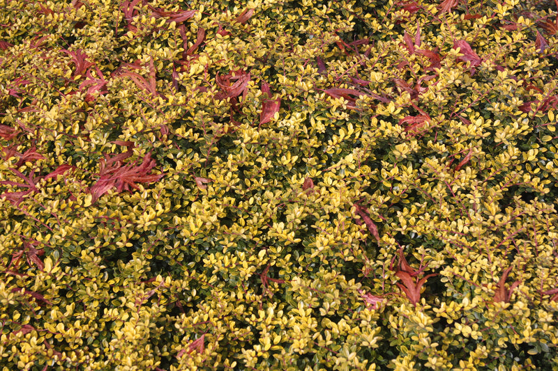Ilex crenata 'Lemon Gem' Japanese Holly