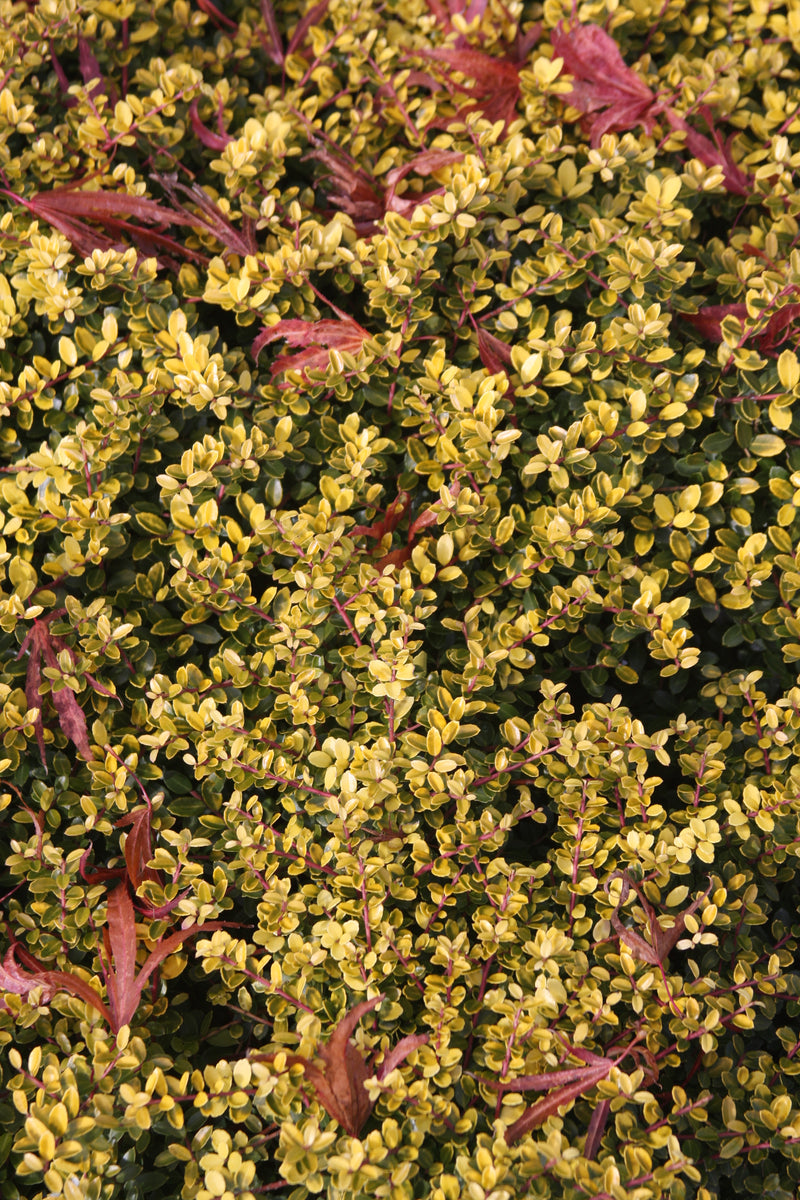 Ilex crenata 'Lemon Gem' Japanese Holly