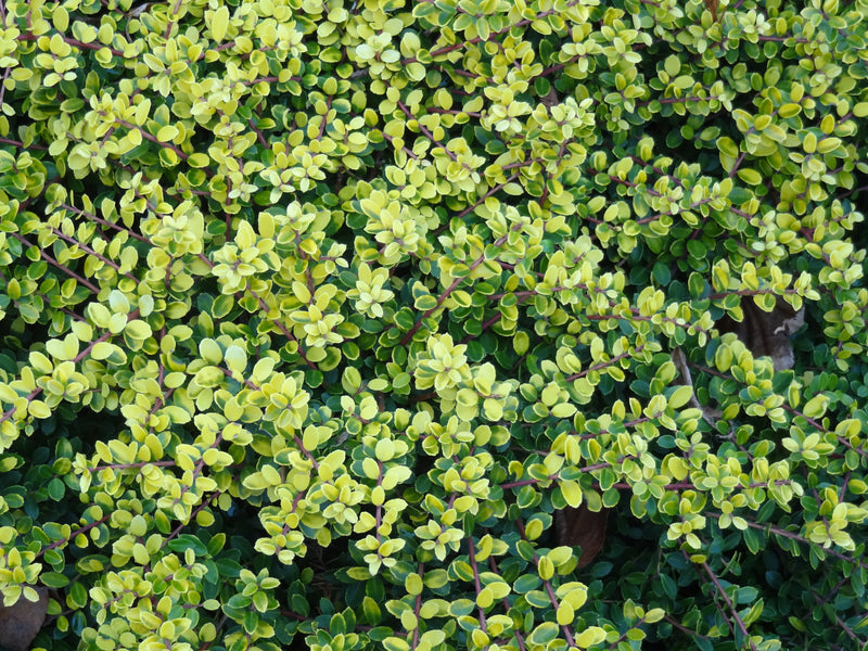 Ilex crenata 'Lemon Gem' Japanese Holly