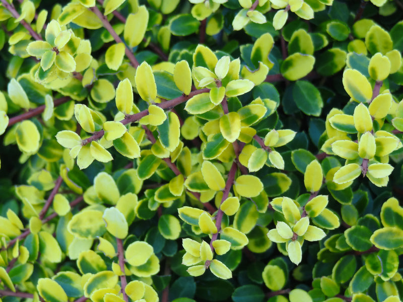 Ilex crenata 'Lemon Gem' Japanese Holly