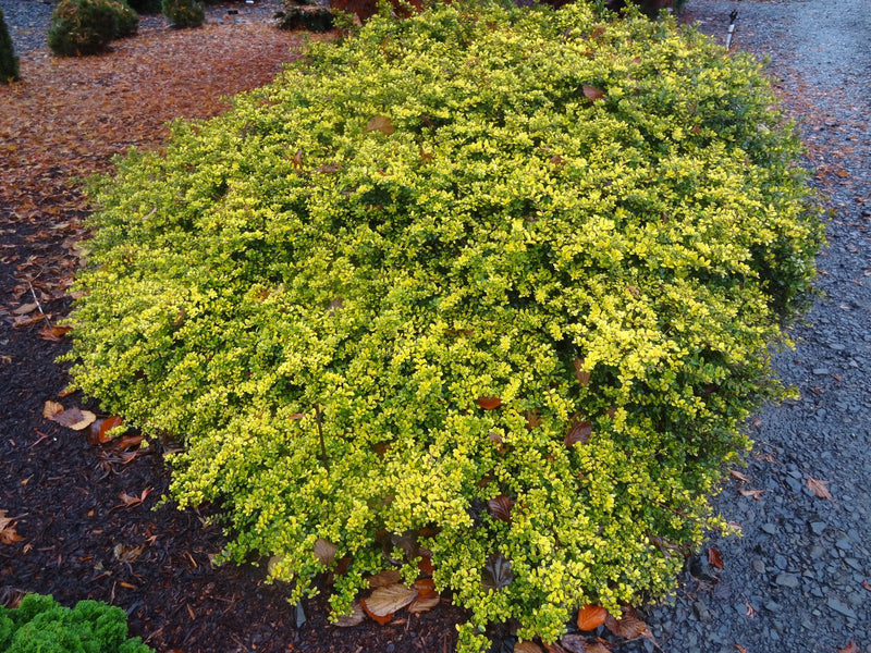 Ilex crenata 'Lemon Gem' Japanese Holly