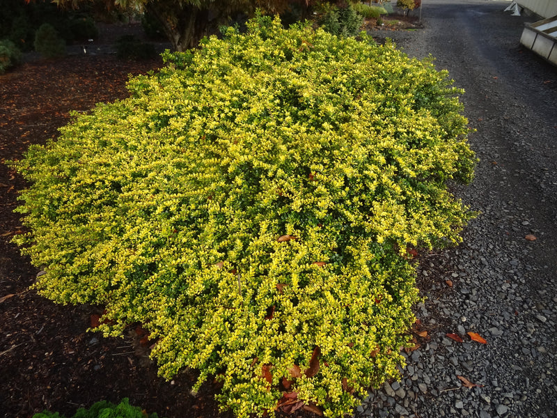 Ilex crenata 'Lemon Gem' Japanese Holly