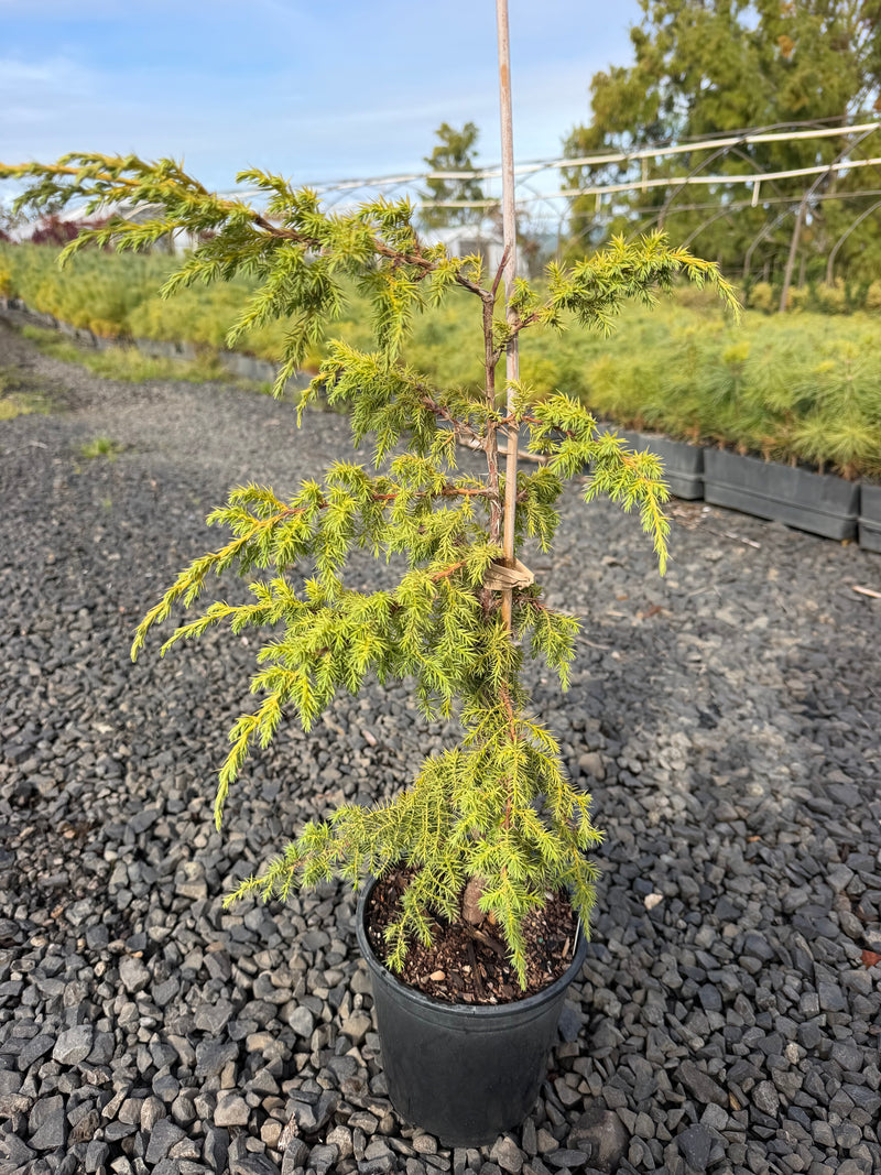 Juniperus pingii Ping Juniper