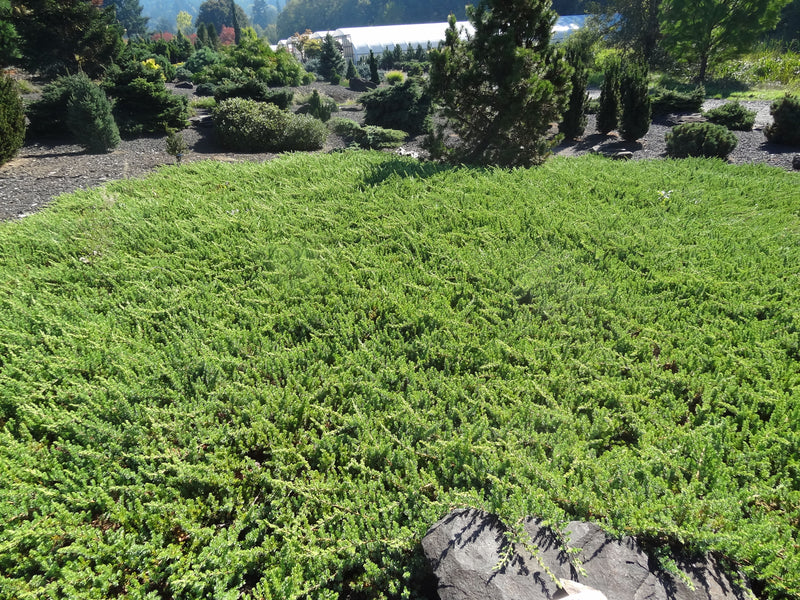 Juniperus conferta 'Blue Lagoon' Shore Juniper