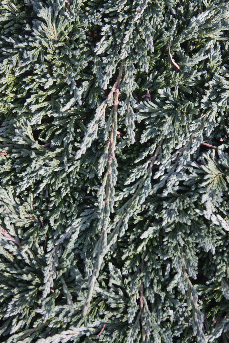 Juniperus horizontalis 'Pancake' Creeping Juniper