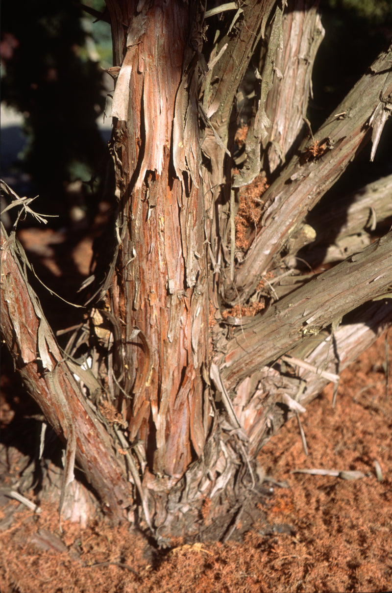 Juniperus pingii Ping Juniper