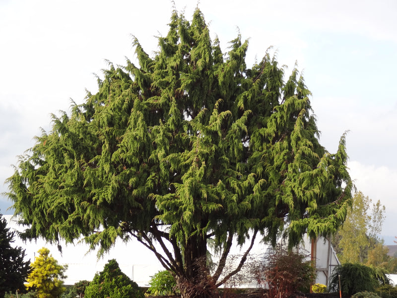 Juniperus pingii Ping Juniper