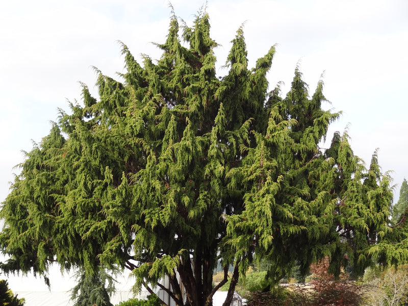 Juniperus pingii Ping Juniper