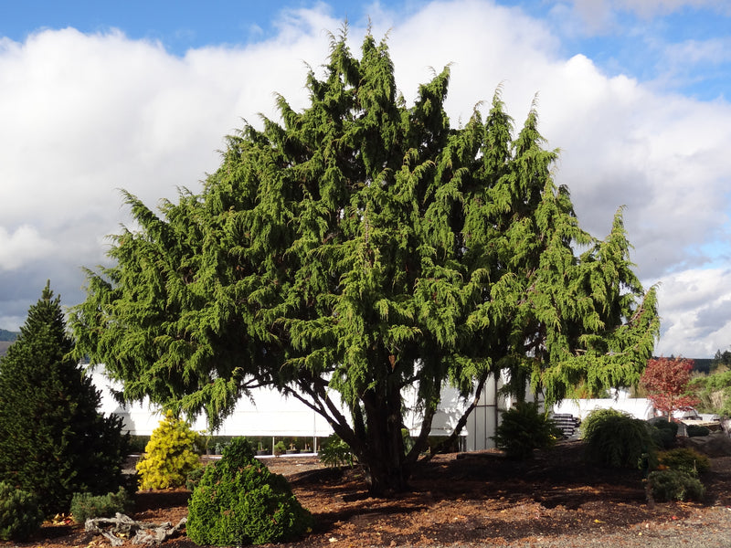 Juniperus pingii Ping Juniper