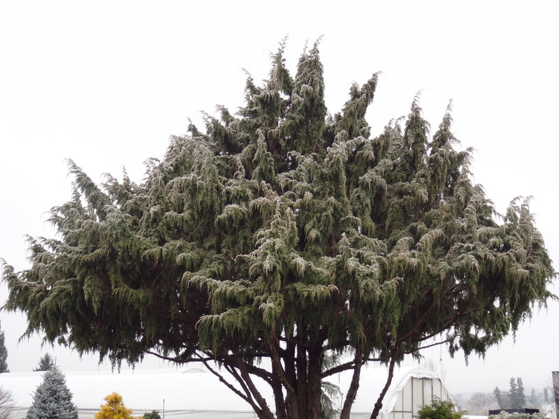 Juniperus pingii Ping Juniper