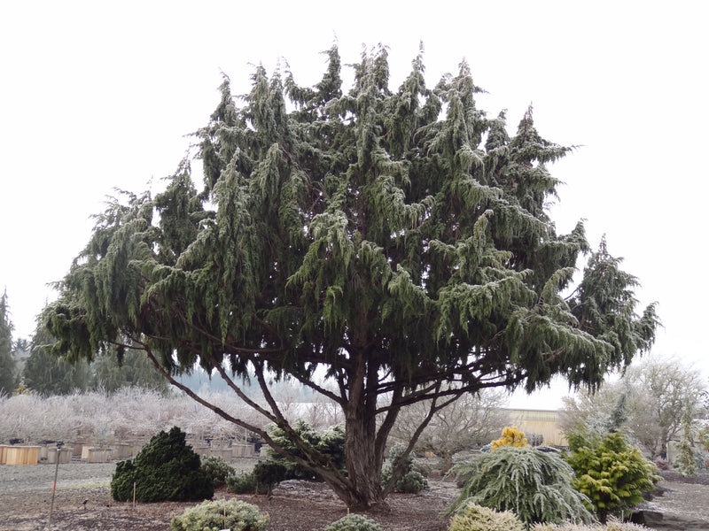 Juniperus pingii Ping Juniper