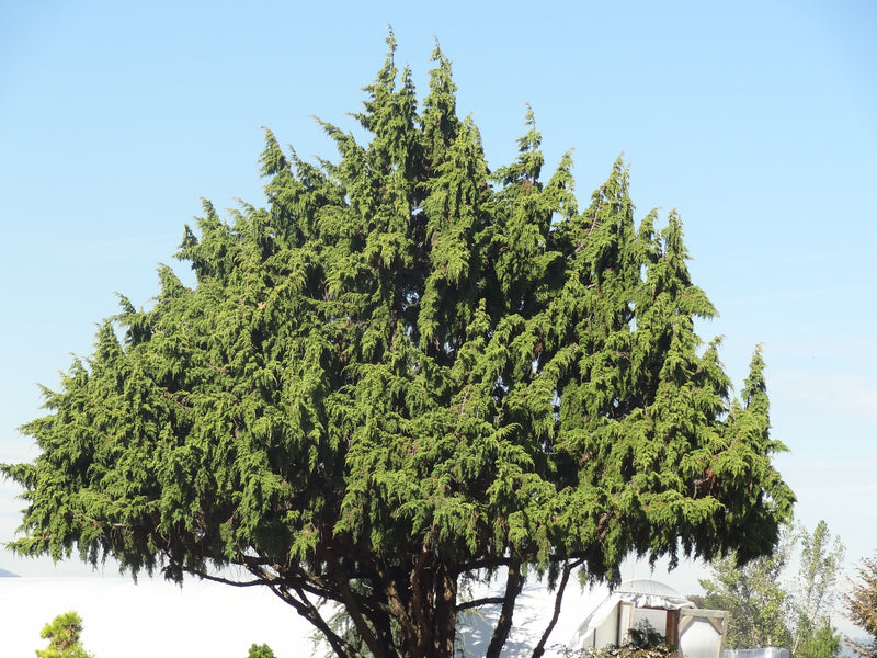 Juniperus pingii Ping Juniper