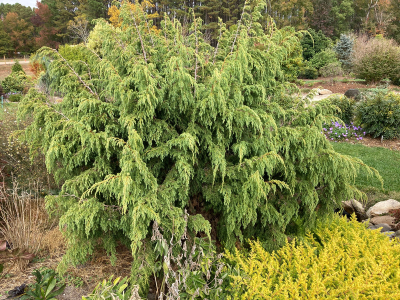 Juniperus pingii Ping Juniper