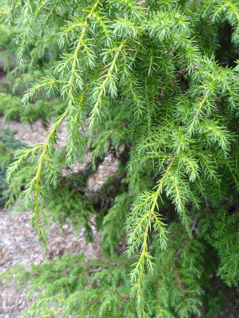 Juniperus pingii Ping Juniper