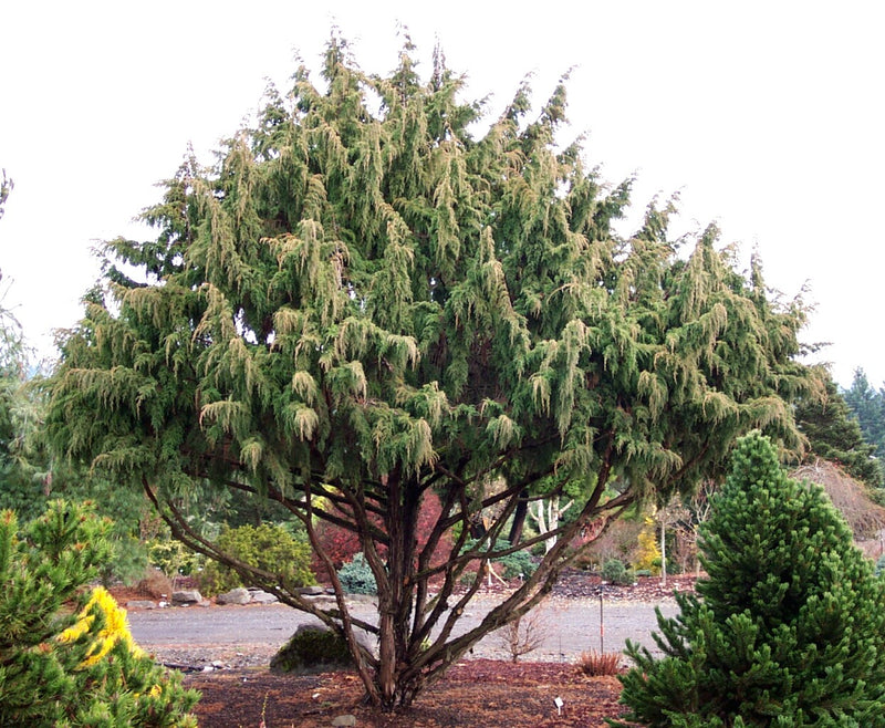 Juniperus pingii Ping Juniper