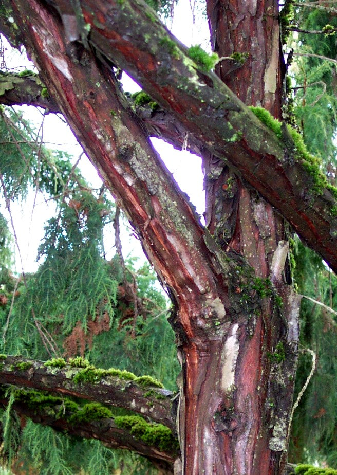Juniperus pingii Ping Juniper