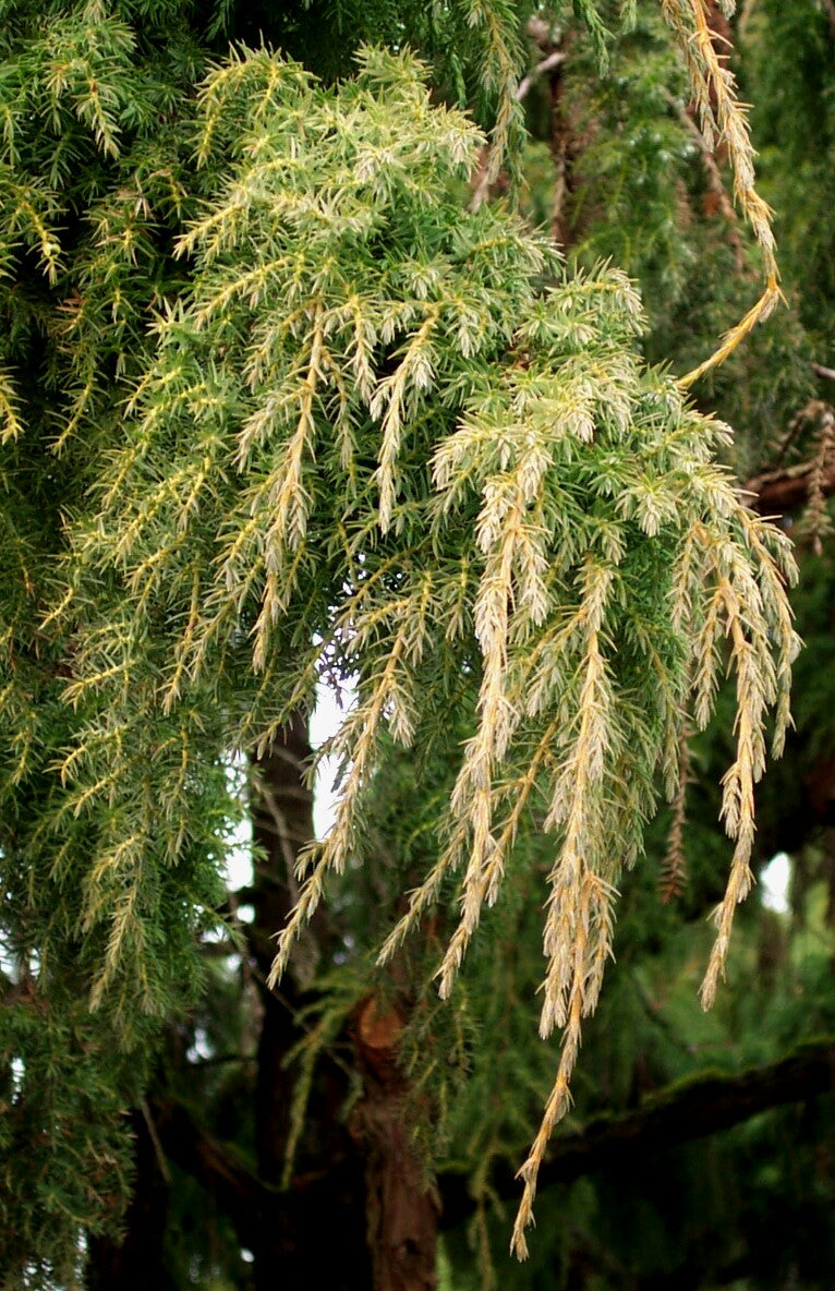 Juniperus pingii Ping Juniper
