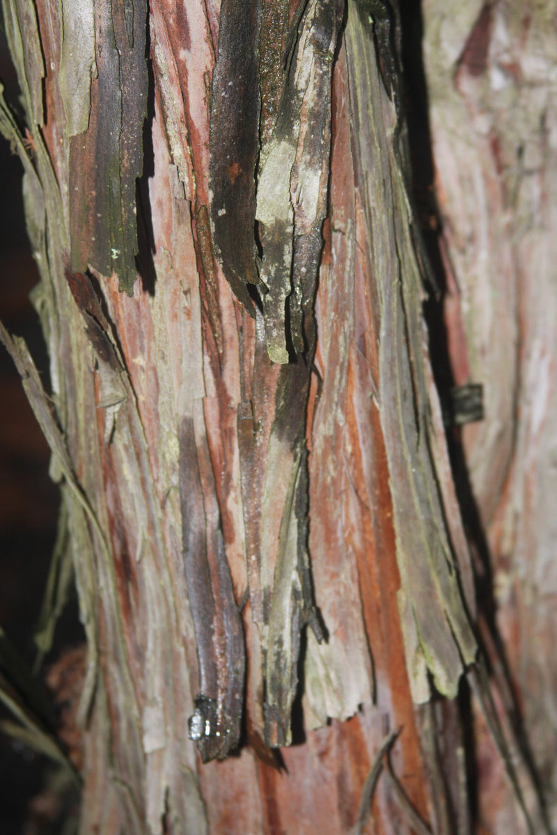 Juniperus pingii Ping Juniper
