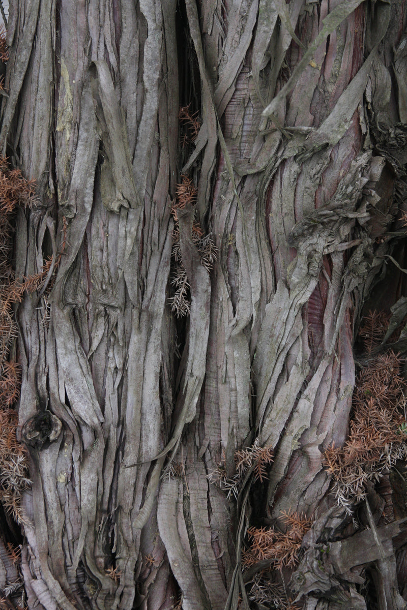 Juniperus pingii Ping Juniper