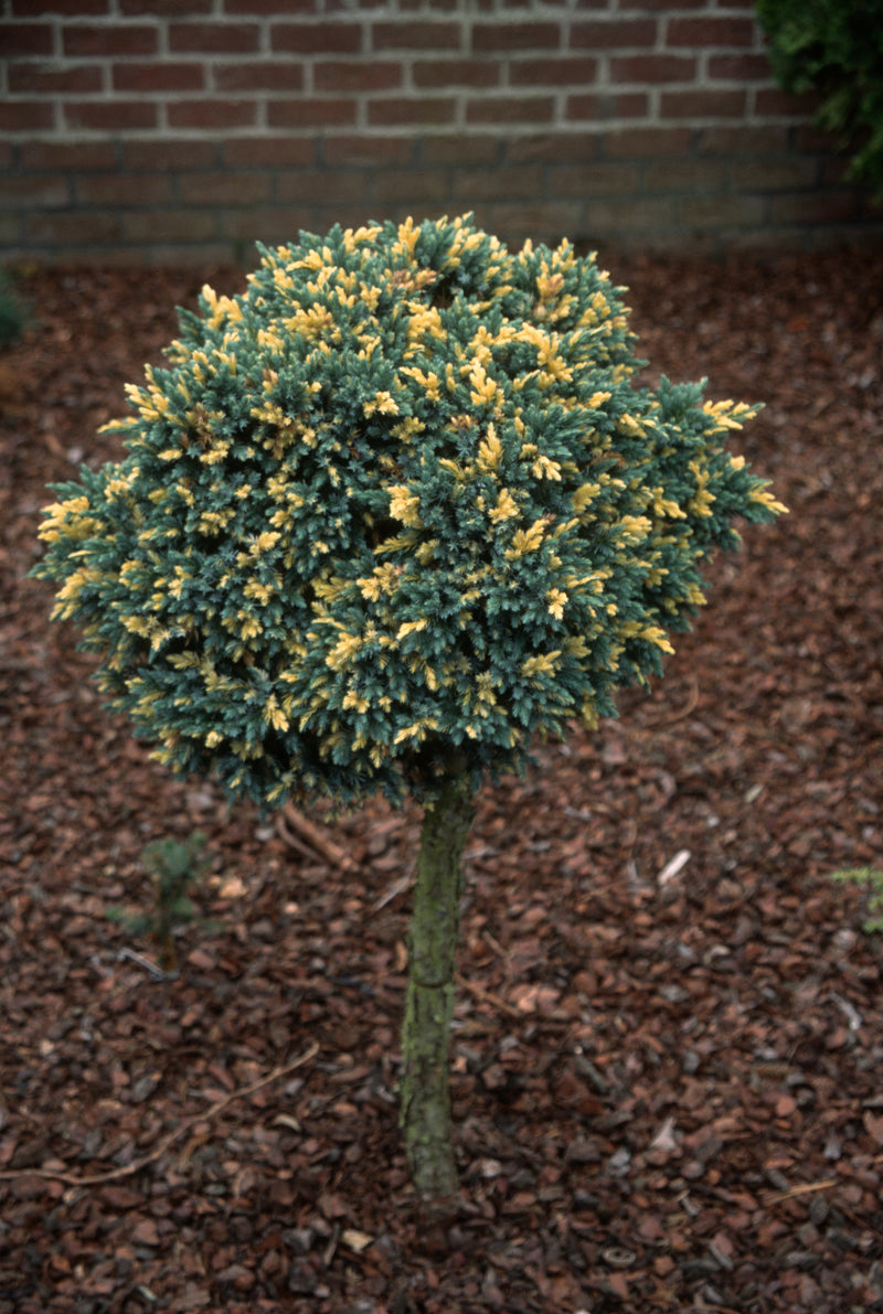 Juniperus squamata 'Floreant' Chinese Silver Flaky Juniper