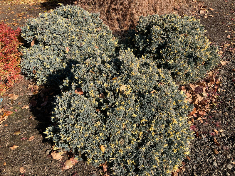 Juniperus squamata 'Floreant' Chinese Silver Flaky Juniper