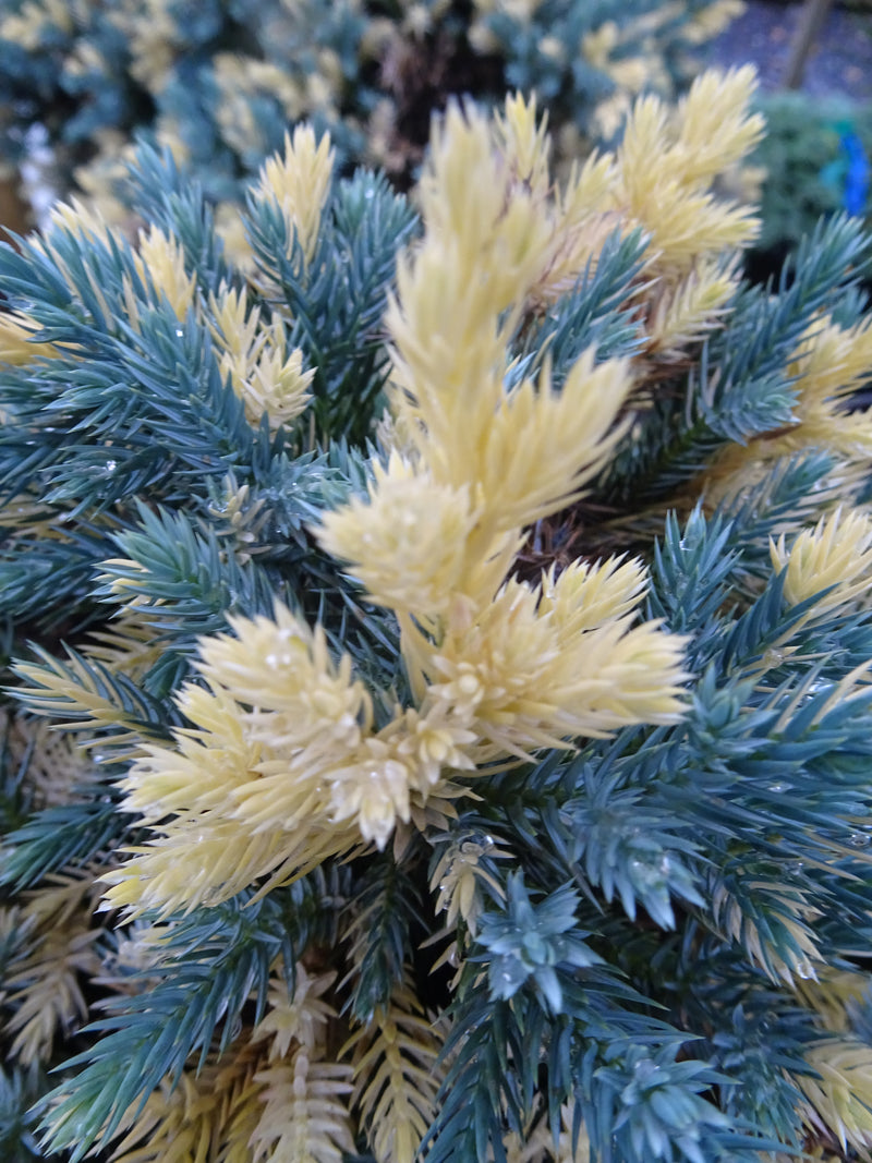 Juniperus squamata 'Floreant' Chinese Silver Flaky Juniper