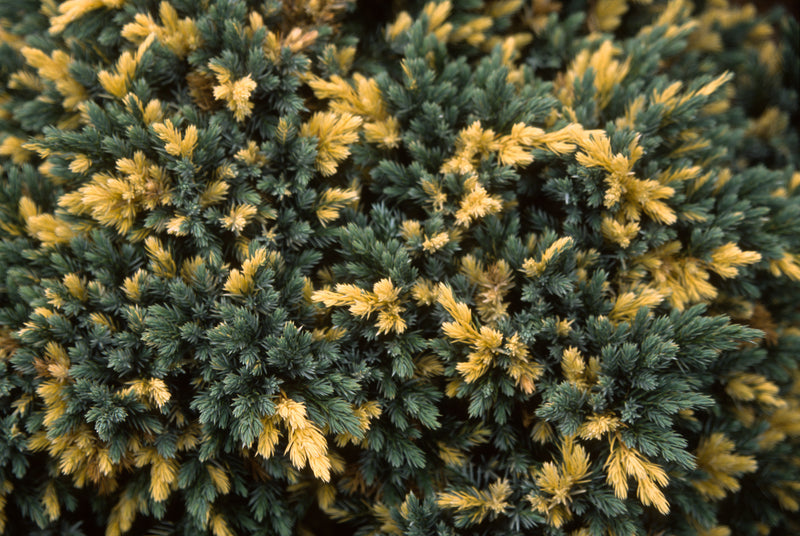 Juniperus squamata 'Floreant' Chinese Silver Flaky Juniper