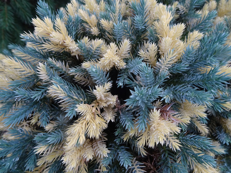 Juniperus squamata 'Floreant' Chinese Silver Flaky Juniper