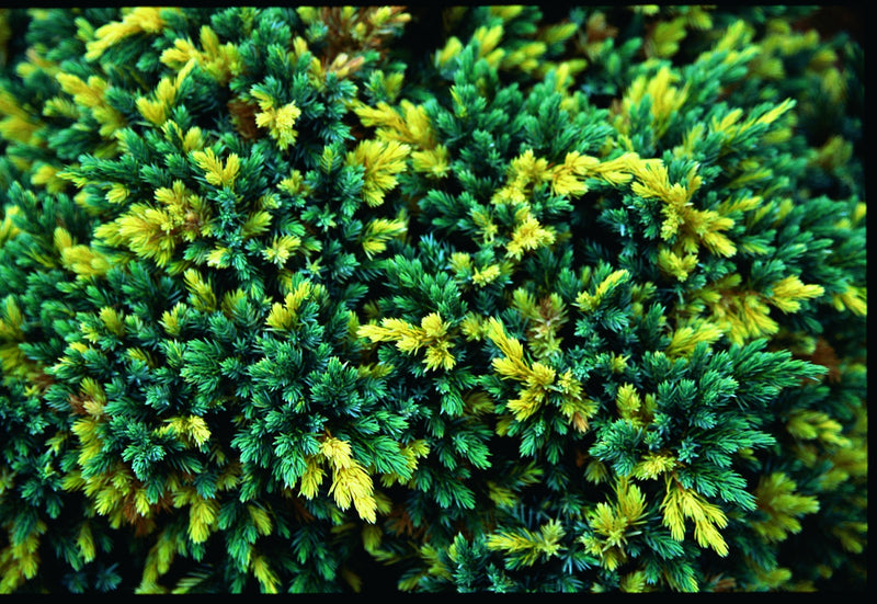 Juniperus squamata 'Floreant' Chinese Silver Flaky Juniper