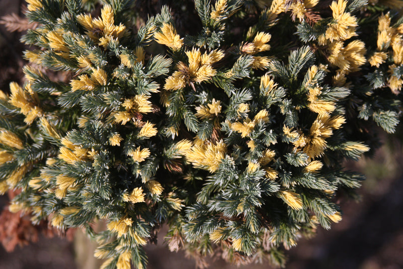 Juniperus squamata 'Floreant' Chinese Silver Flaky Juniper