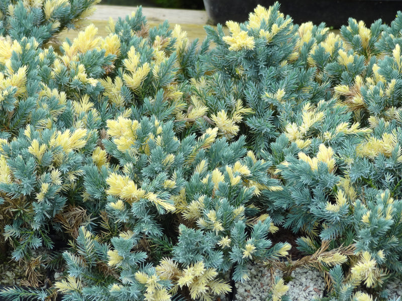 Juniperus squamata 'Floreant' Chinese Silver Flaky Juniper