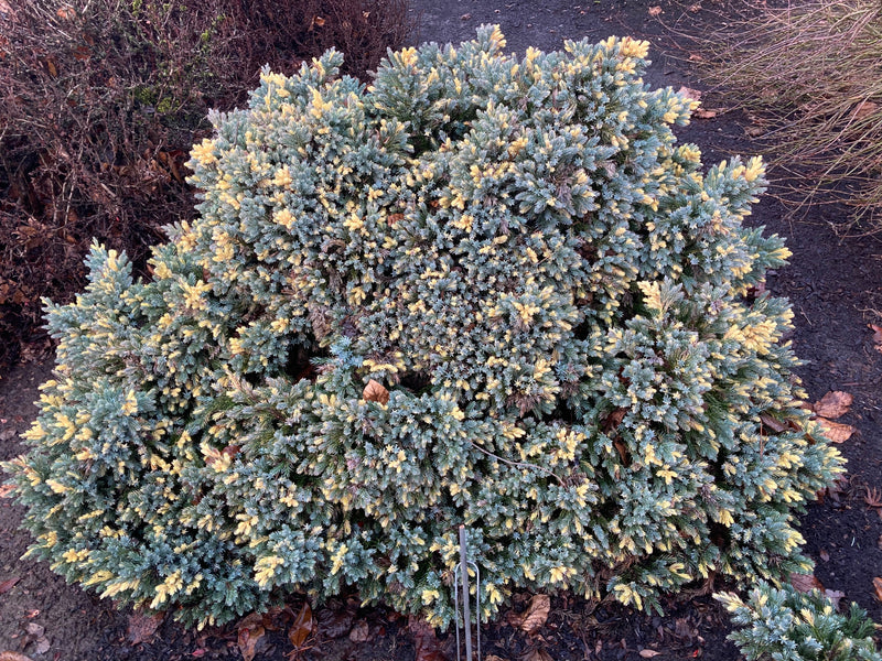 Juniperus squamata 'Floreant' Chinese Silver Flaky Juniper