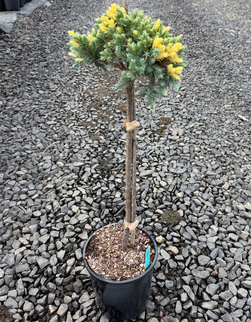 Juniperus squamata 'Floreant' Chinese Silver Flaky Juniper