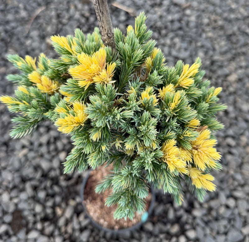 Juniperus squamata 'Floreant' Chinese Silver Flaky Juniper