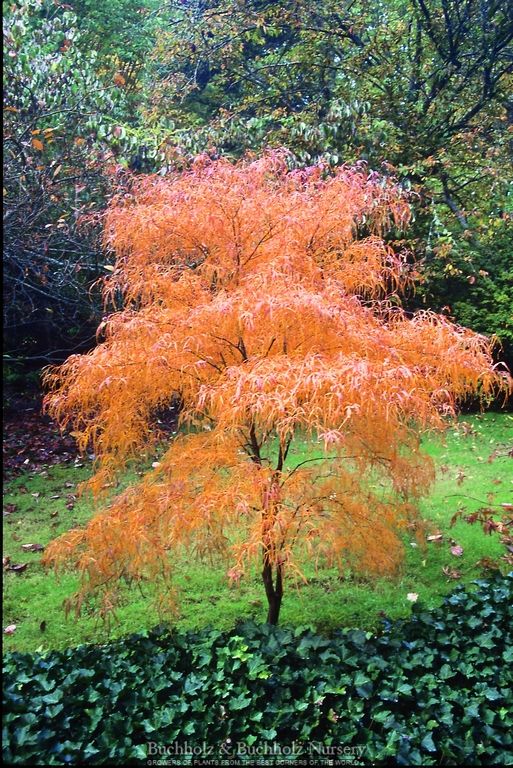 Acer palmatum 'Koto-no-ito' Harp String Japanese Maple