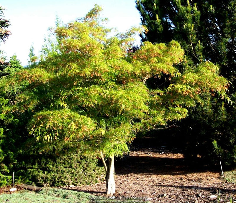 Acer palmatum 'Koto-no-ito' Harp String Japanese Maple