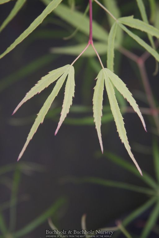 Acer palmatum 'Koto-no-ito' Harp String Japanese Maple