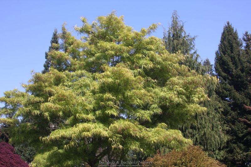 Acer palmatum 'Koto-no-ito' Harp String Japanese Maple