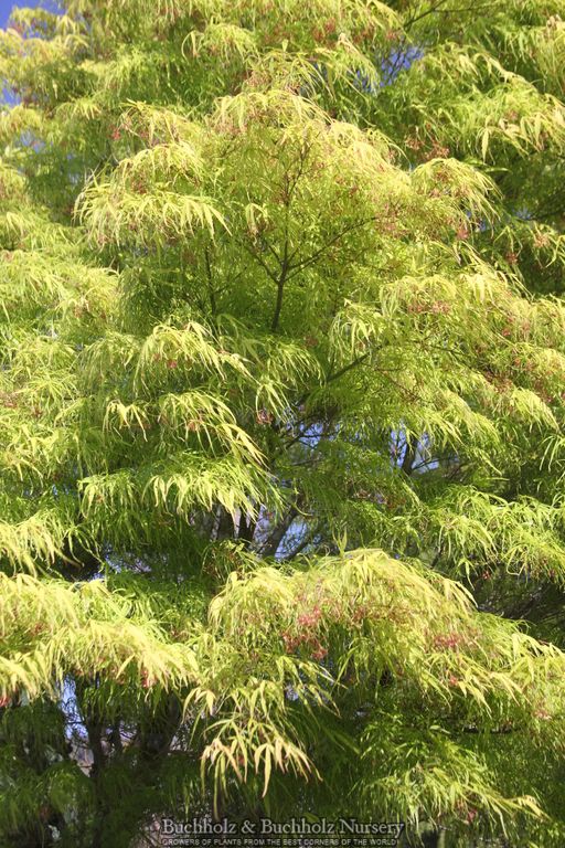 Acer palmatum 'Koto-no-ito' Harp String Japanese Maple