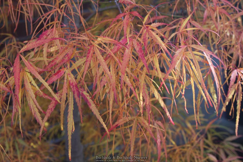 Acer palmatum 'Koto-no-ito' Harp String Japanese Maple