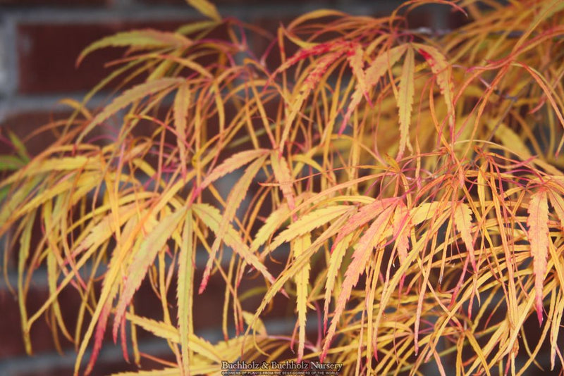 Acer palmatum 'Koto-no-ito' Harp String Japanese Maple