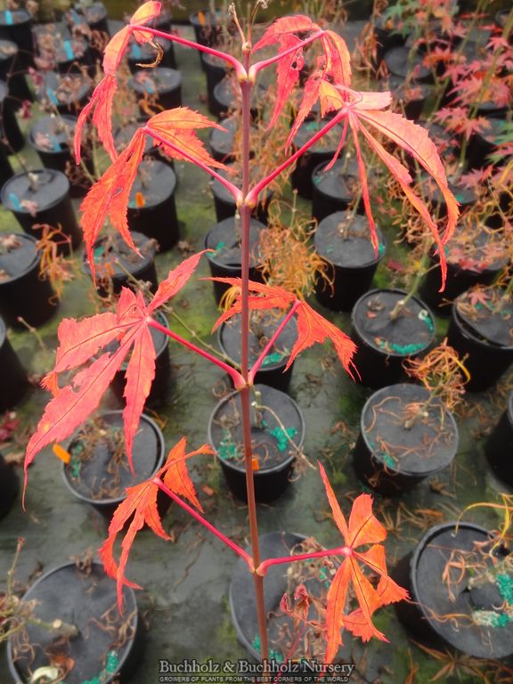 Acer palmatum 'Koto-no-ito' Harp String Japanese Maple
