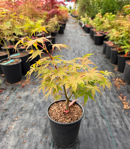 Acer palmatum 'Martha Ghost' Japanese Maple