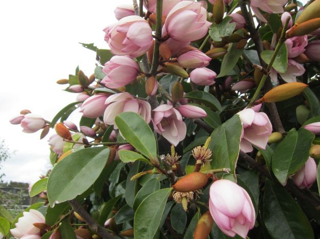 Michelia x 'MICJUR1' PP#21873 Fairy Magnolia® Blush Hybrid Magnolia