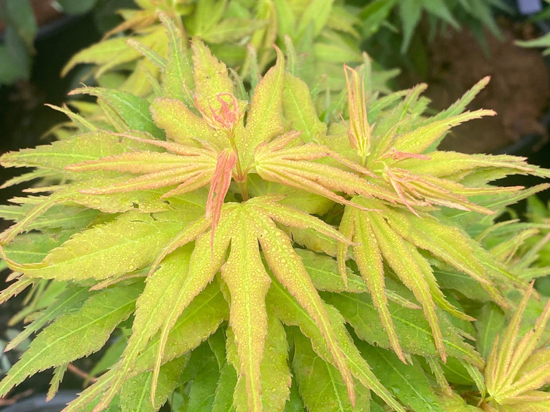 Acer palmatum 'Mikawa yatsubusa Seedling' Dwarf Japanese Maple