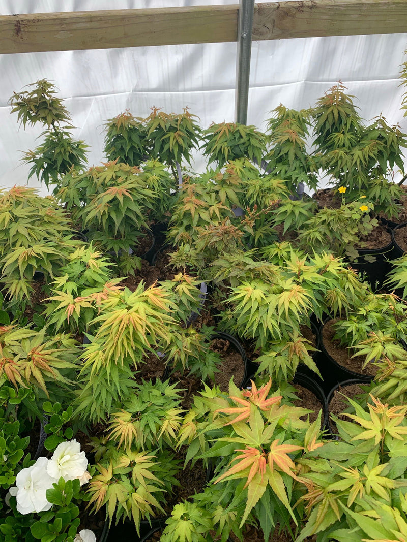 Acer palmatum 'Mikawa yatsubusa Seedling' Dwarf Japanese Maple