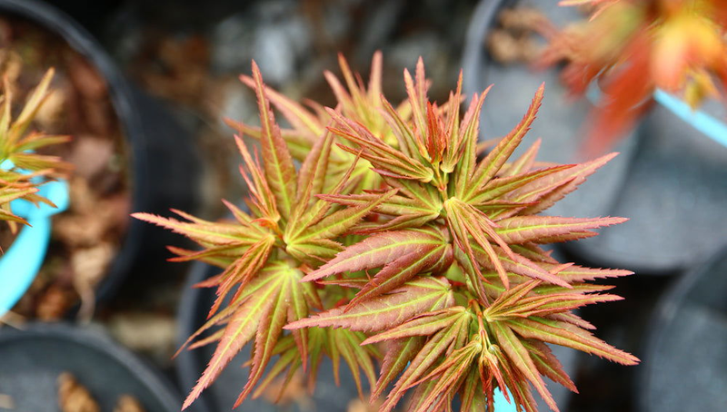Acer palmatum 'Mikawa yatsubusa Seedling' Dwarf Japanese Maple